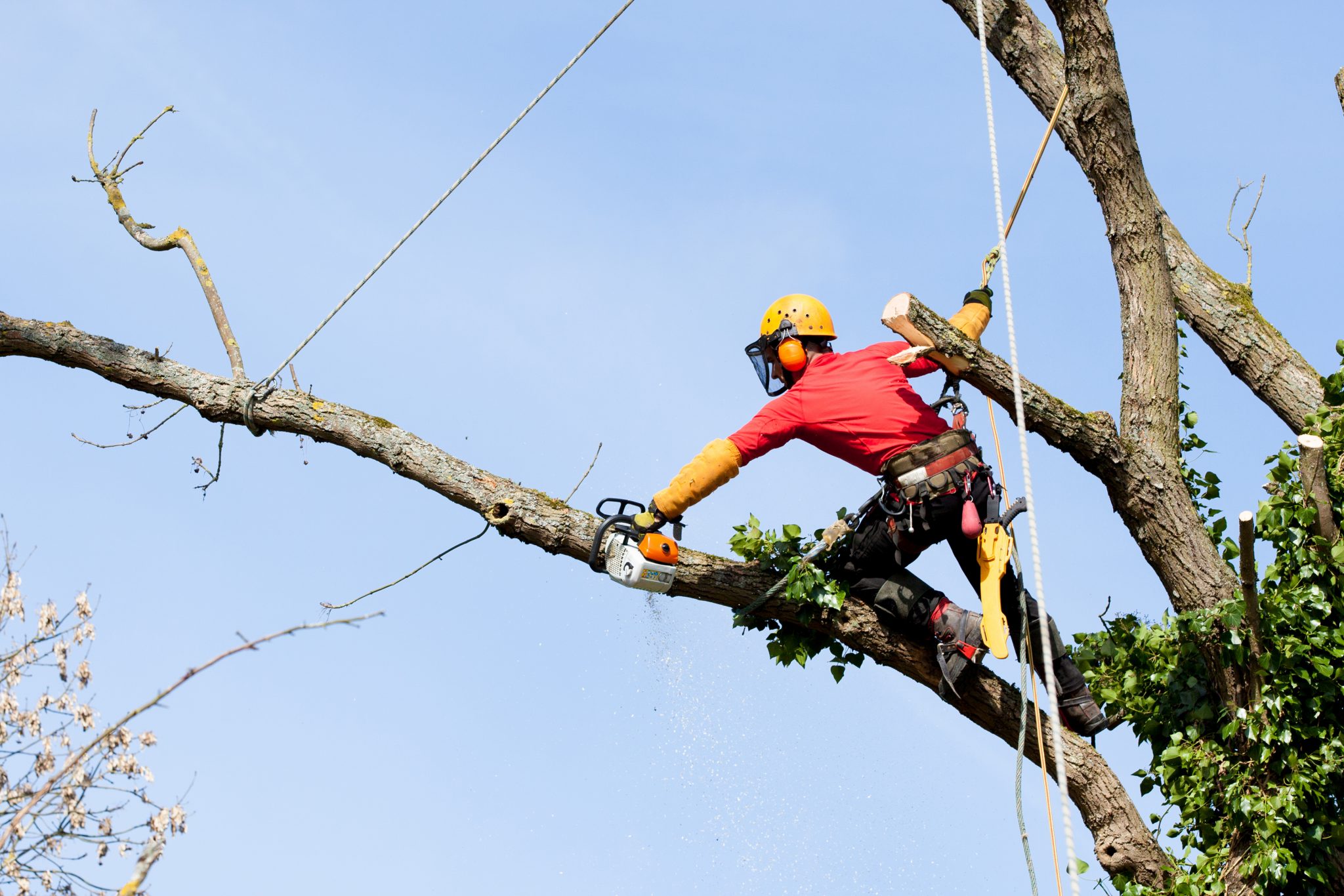 Chester County Tree Removal & Pruning Services