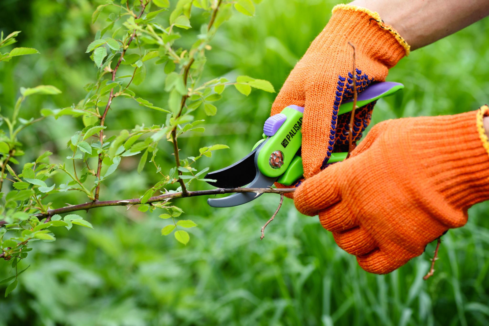 Shrub Pruning 